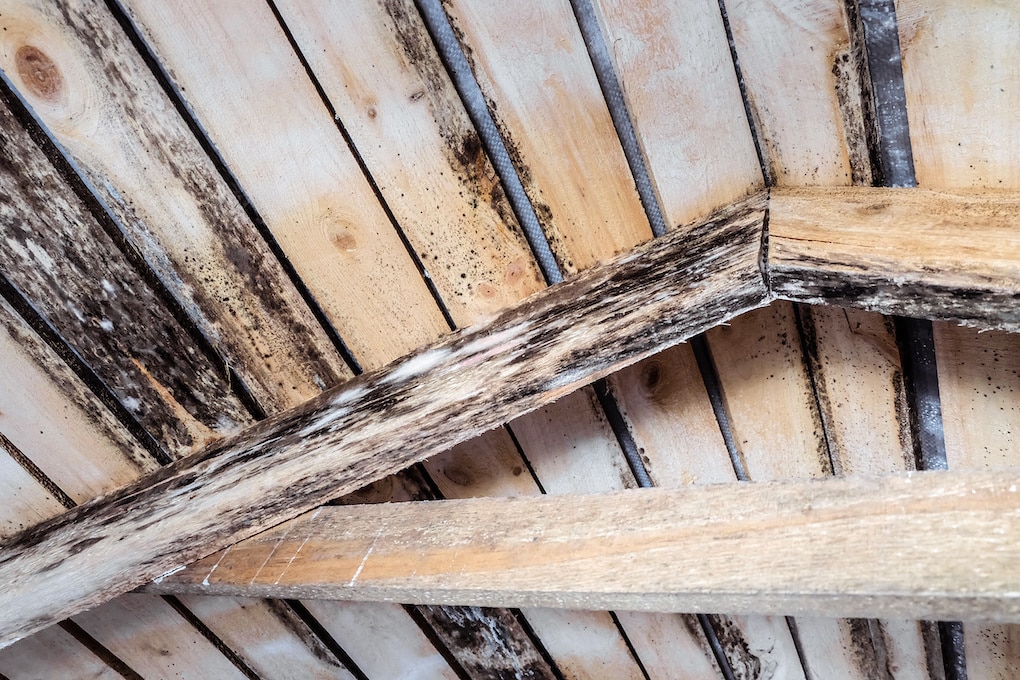 Rotting attic due to humidity and growth of molds from poor ventilation