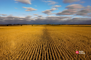 Aerial of cornfield and sky