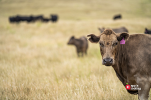 Cattle in field