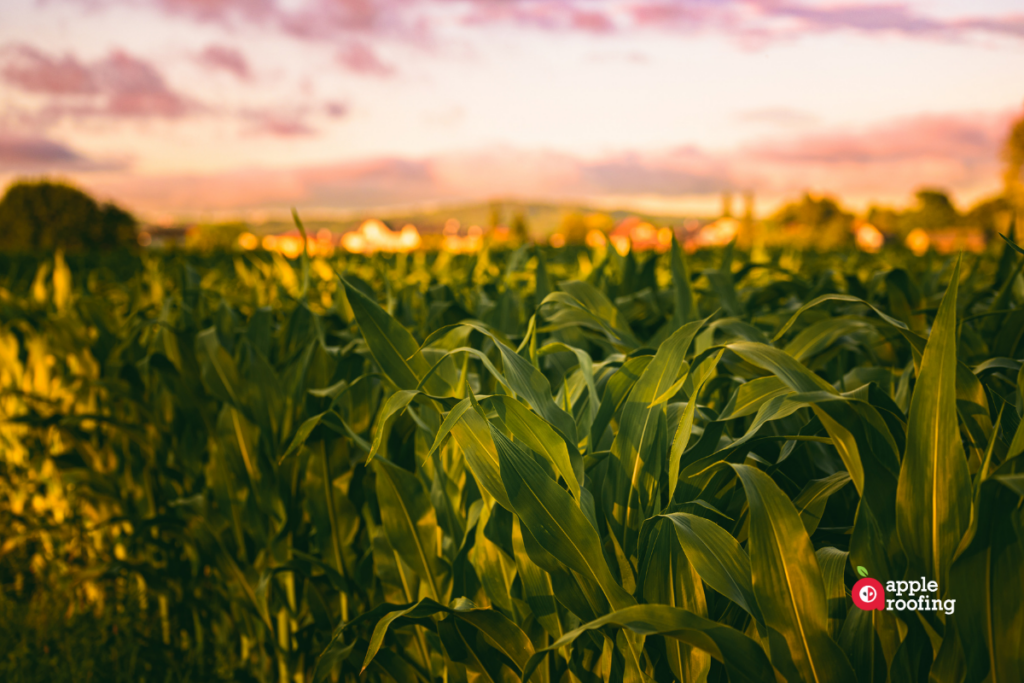 Cornstalk at Sunset