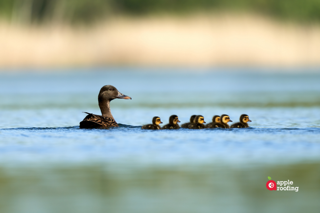 Ducks on pond