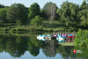 Paddle Boats on Lake