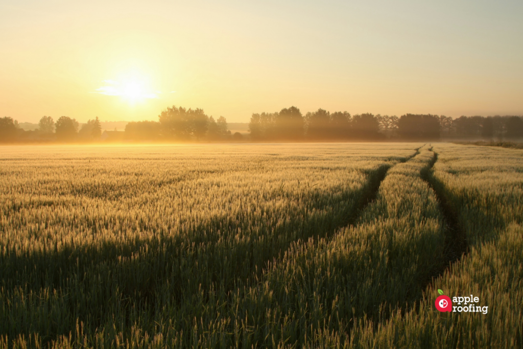 Foggy sunset field