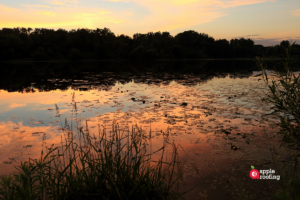 Lake treeline at Sunset