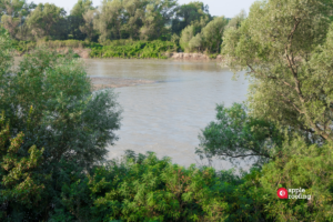 River with trees