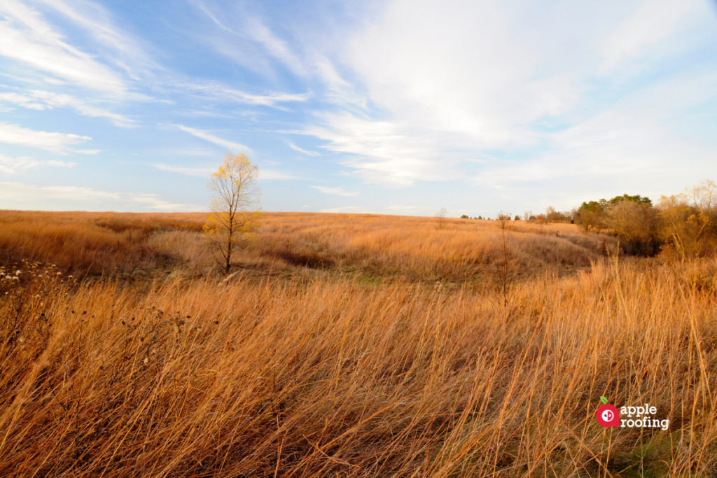 grass field and sky