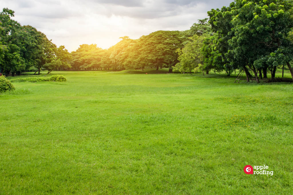 Grass and Tree field