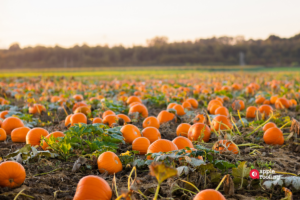 Pumpkin Patch Field