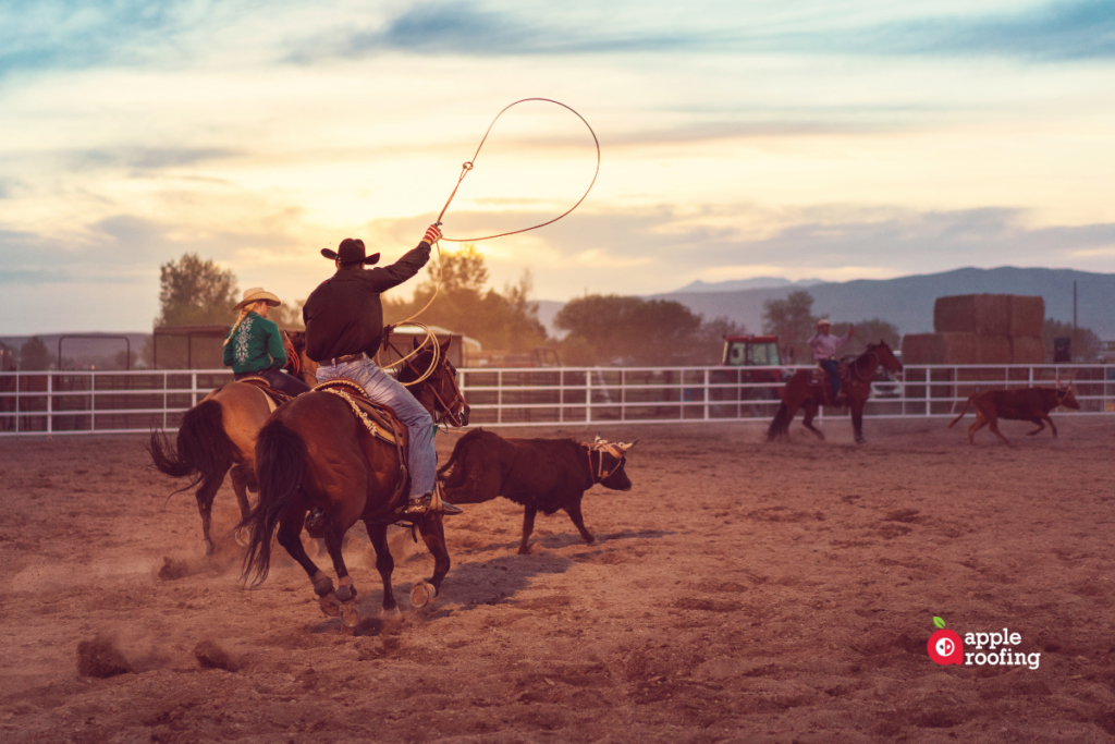 horse and cow roping