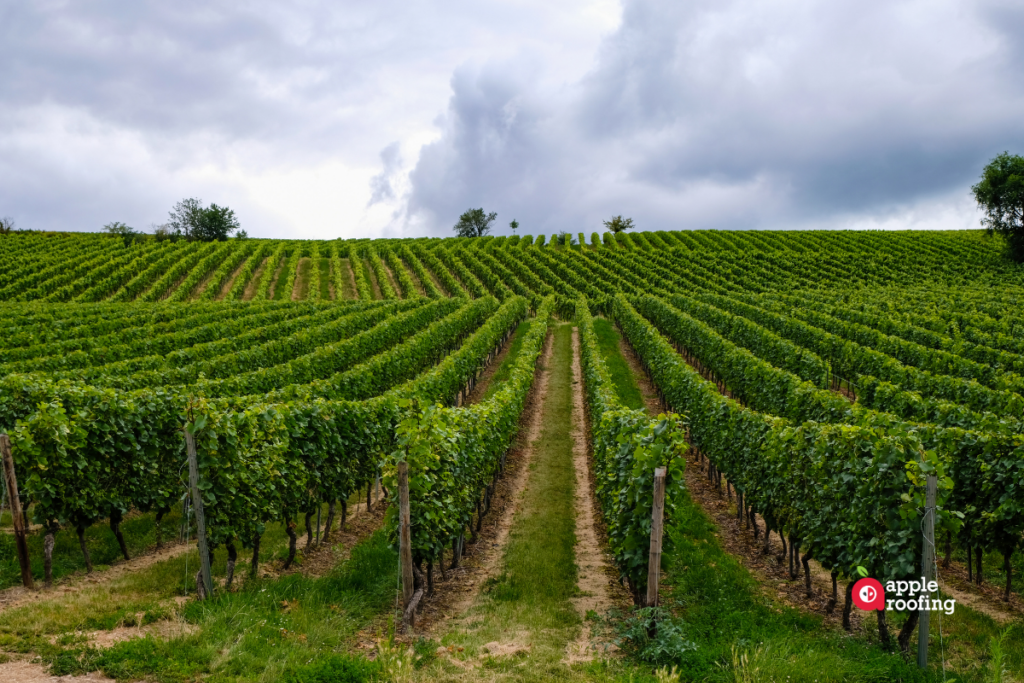 Vineyard Rows and Sky