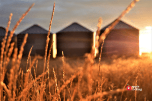 Close up wheat field