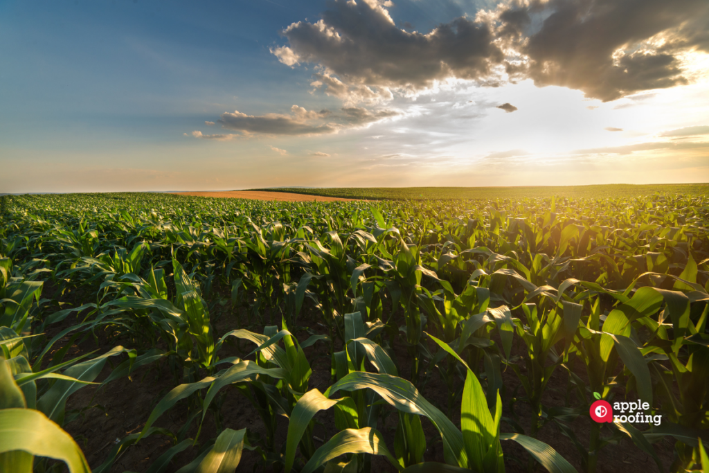 Agriculture Fields