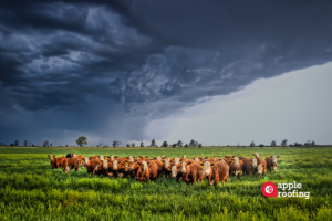 Cows with storm clouds