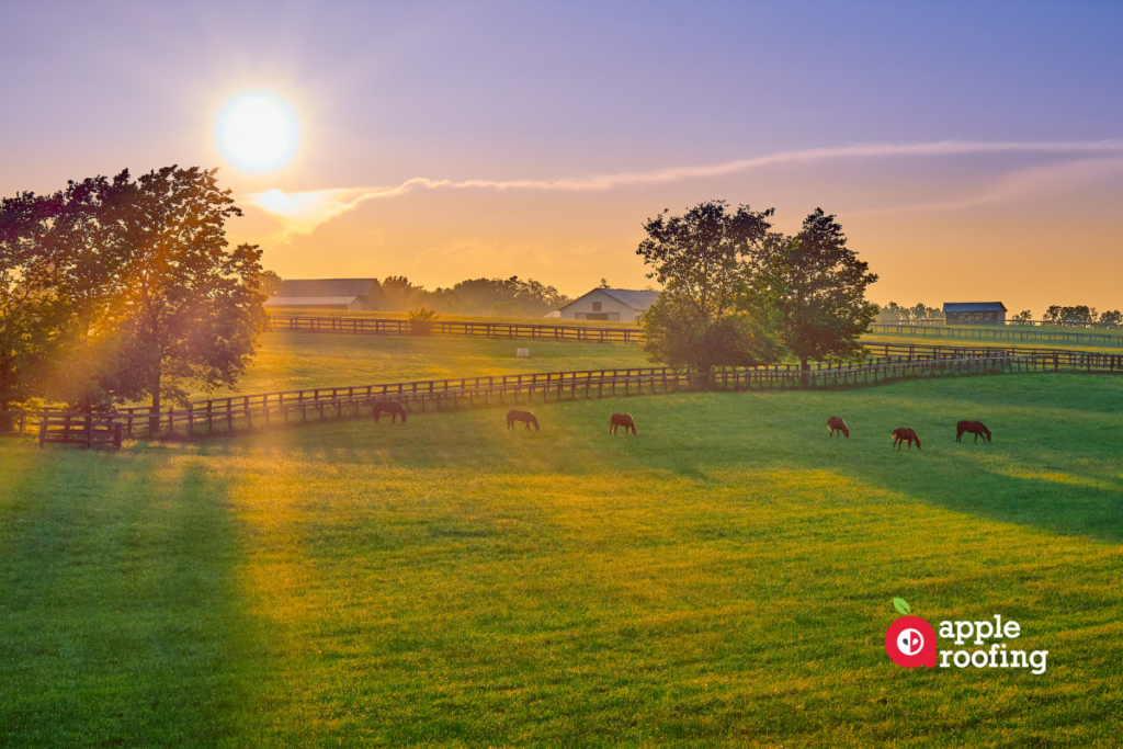 Horses grazing at sunset