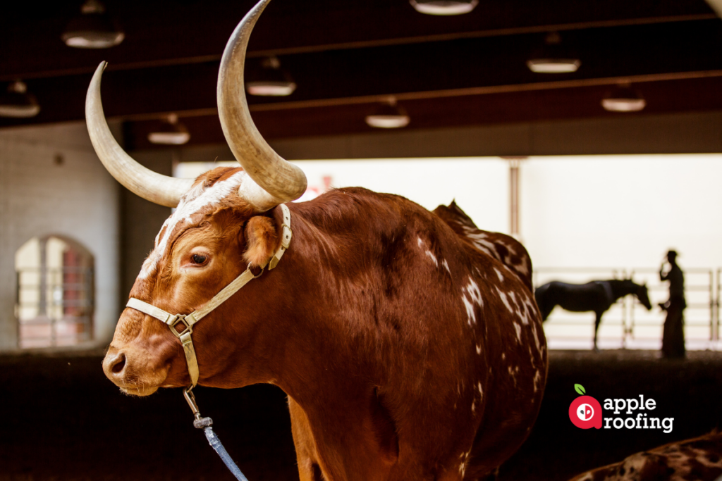 Side view of Longhorn steer