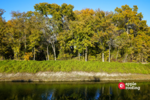 Trees along pond